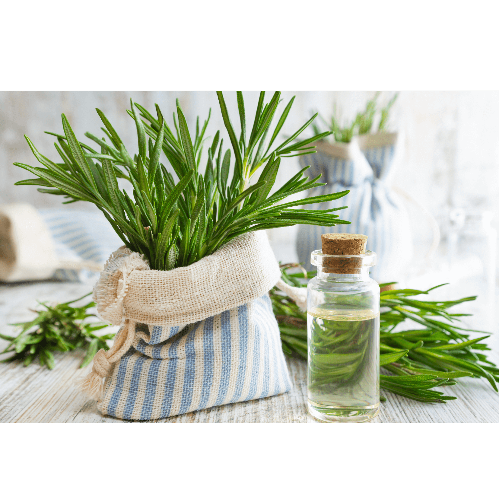 Antioxidans Schutz Haut Rosmarin Pferd