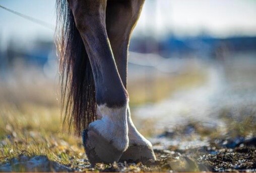 bienfaits du sulfate de cuivre pour le sabot cheval