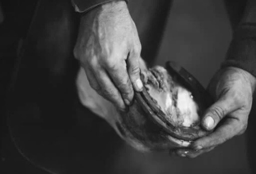 bienfaits du sulfate de cuivre pour le sabot cheval