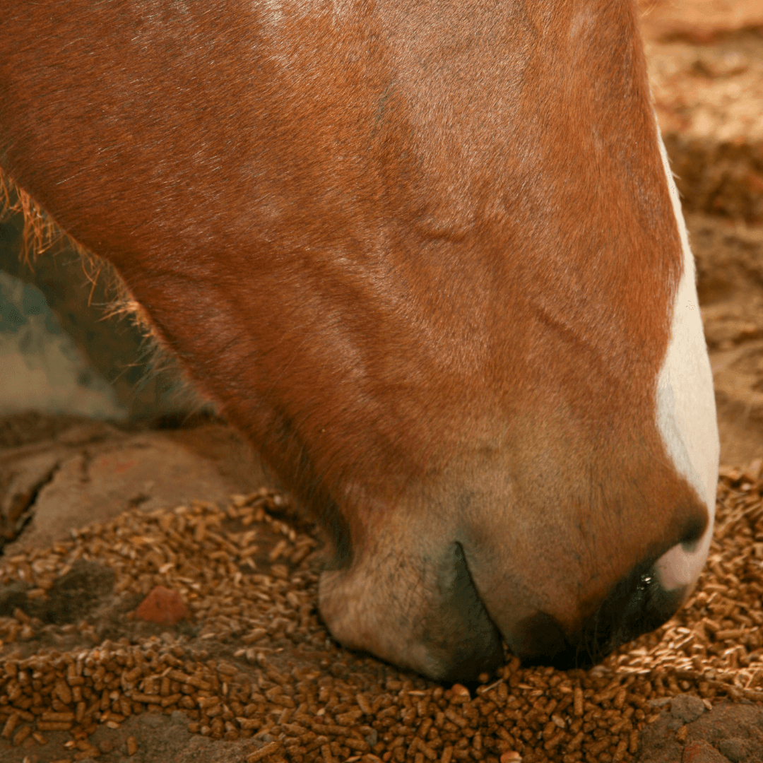 cause fourbure cheval