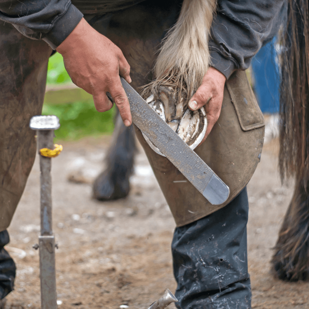 fourbure cheval cause