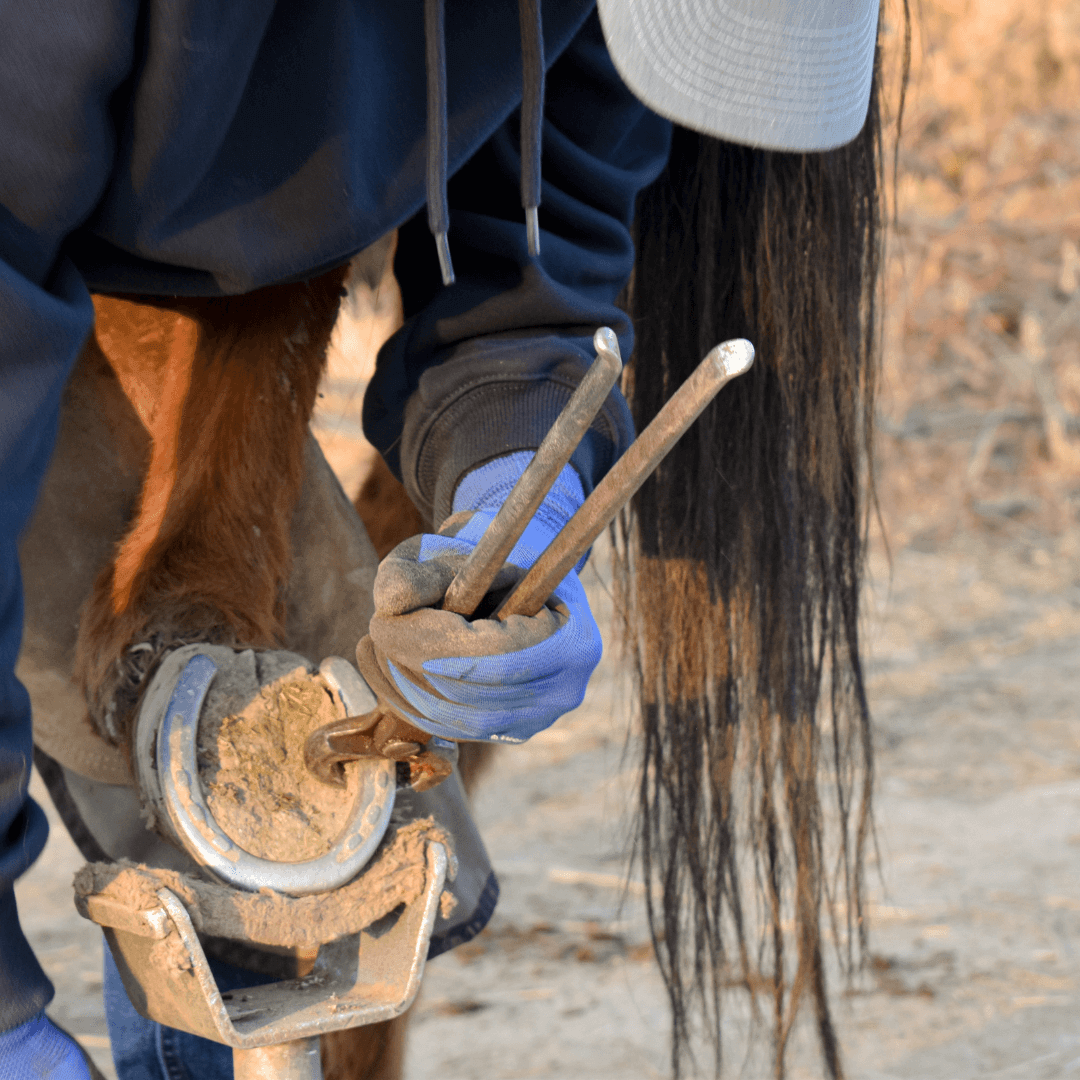 fourbure cheval traitement