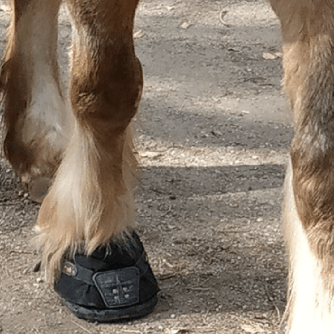 botte de soin cheval