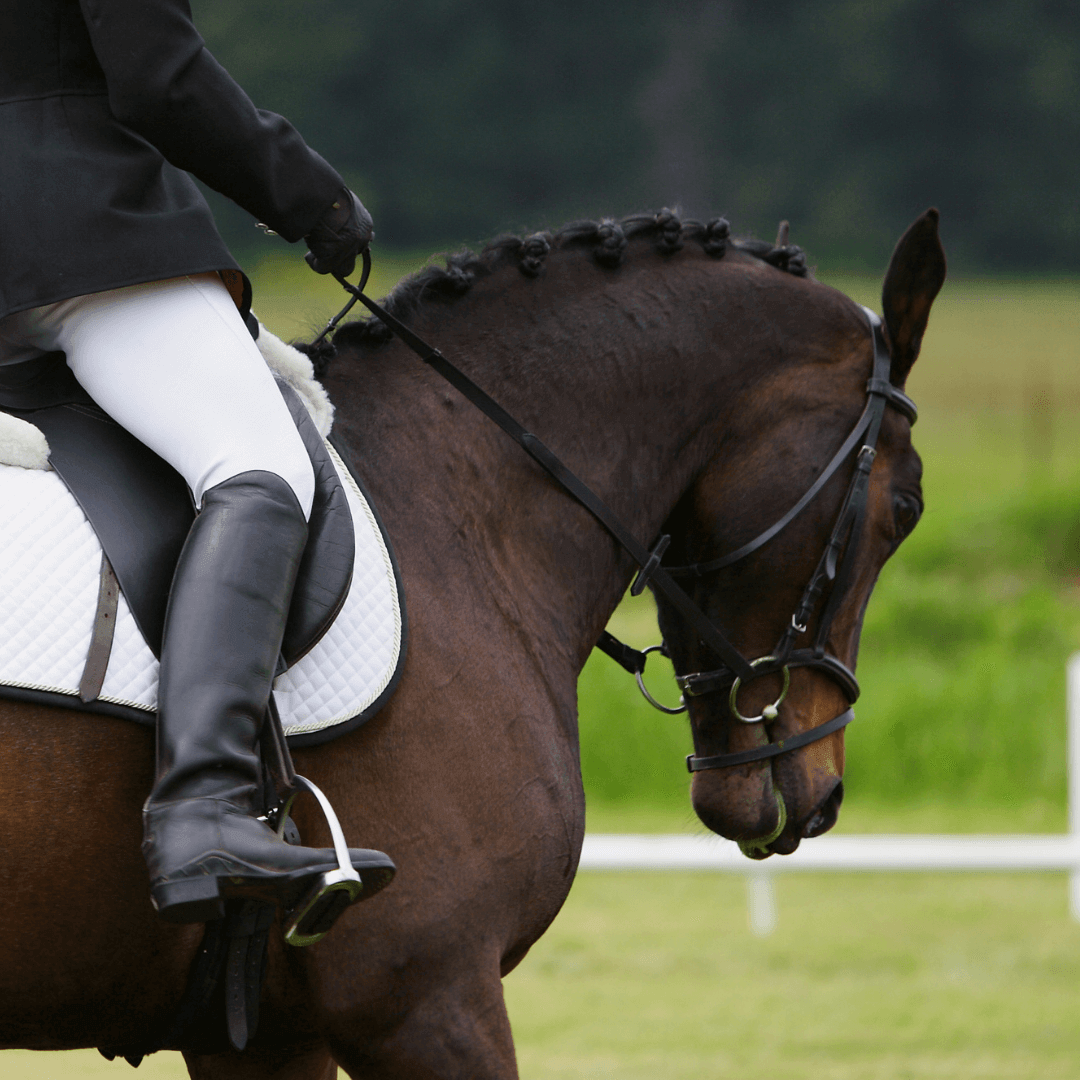 activit&eacute; cheval