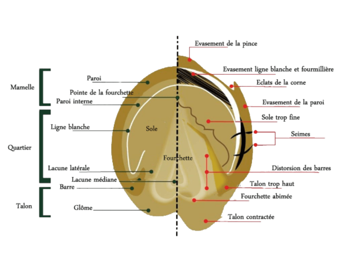 sch&eacute;ma fourbure