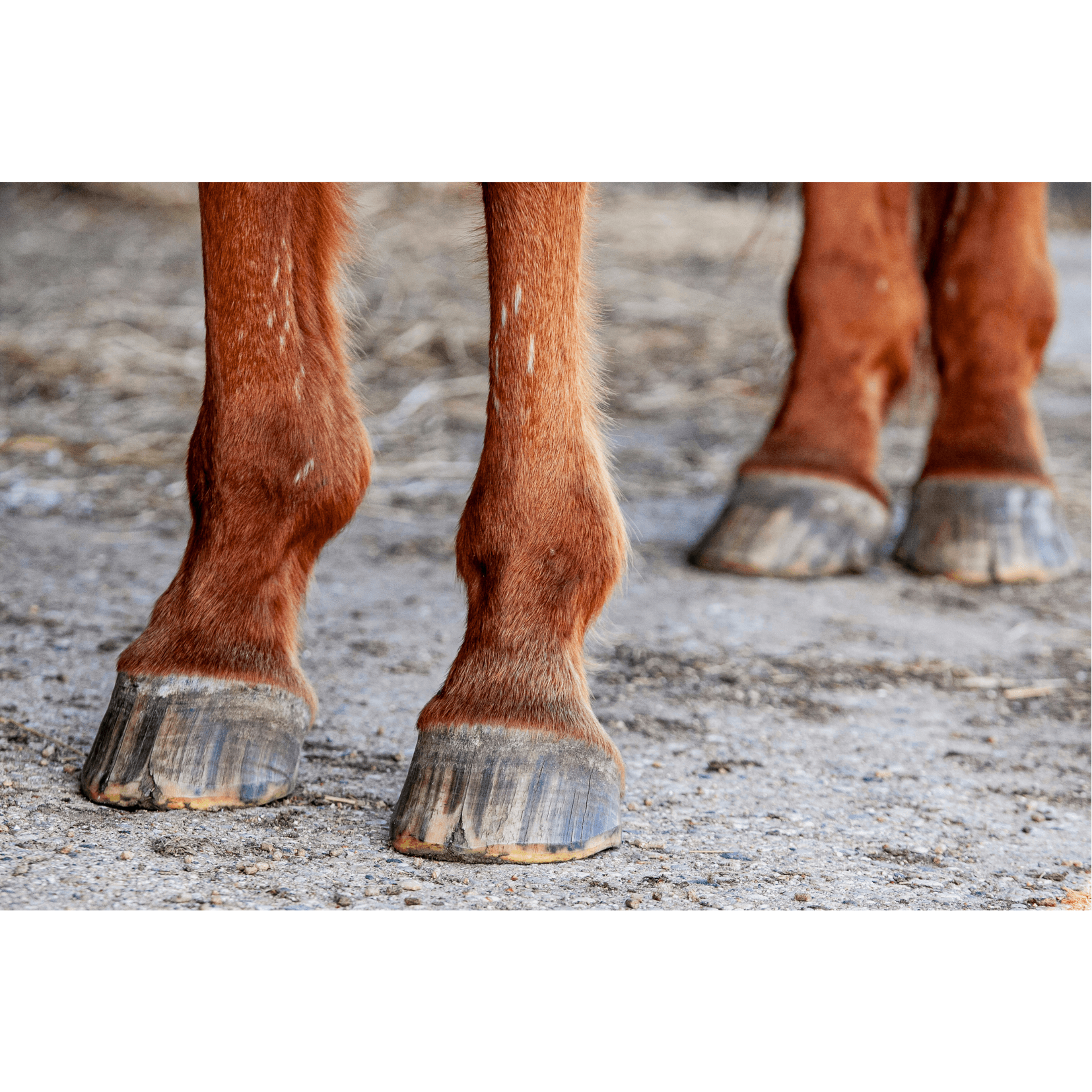 structure lamellaire sabot