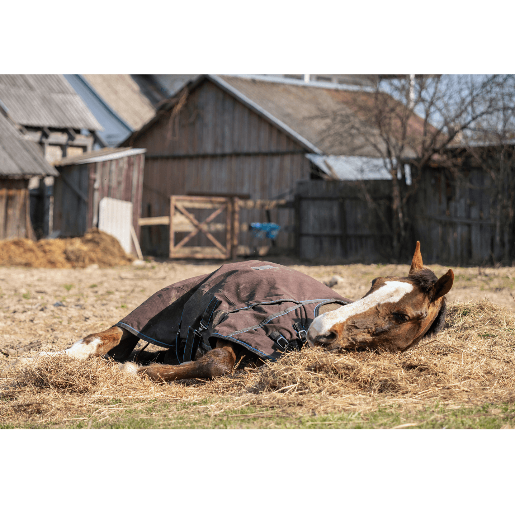 cheval couch&eacute;