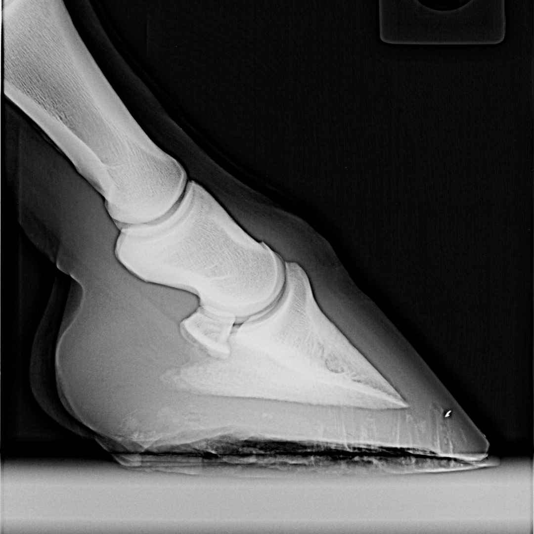 radiographie fourbure cheval