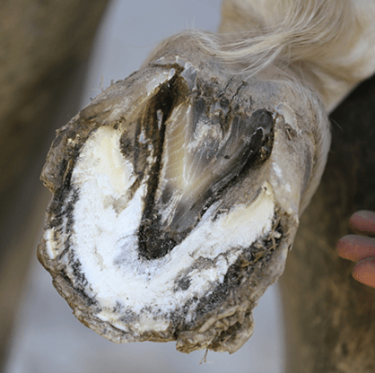 sabot keratine abim&eacute;e chez le cheval