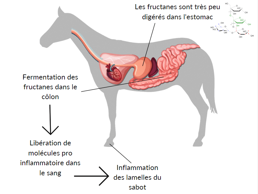 causes de la fourbure, fructane dans l'herbe