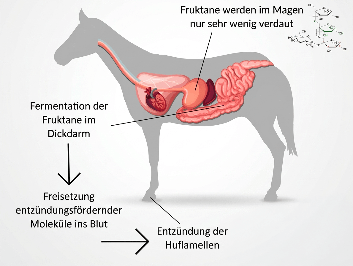 Fermentation von Fruktanen im Verdauungssystem des Pferdes