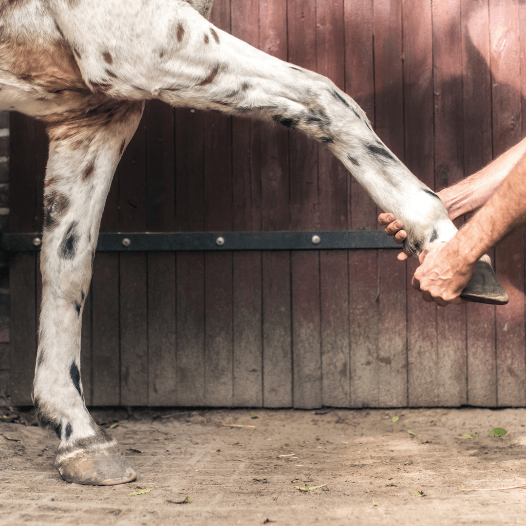 contamination fourmilli&egrave;re 