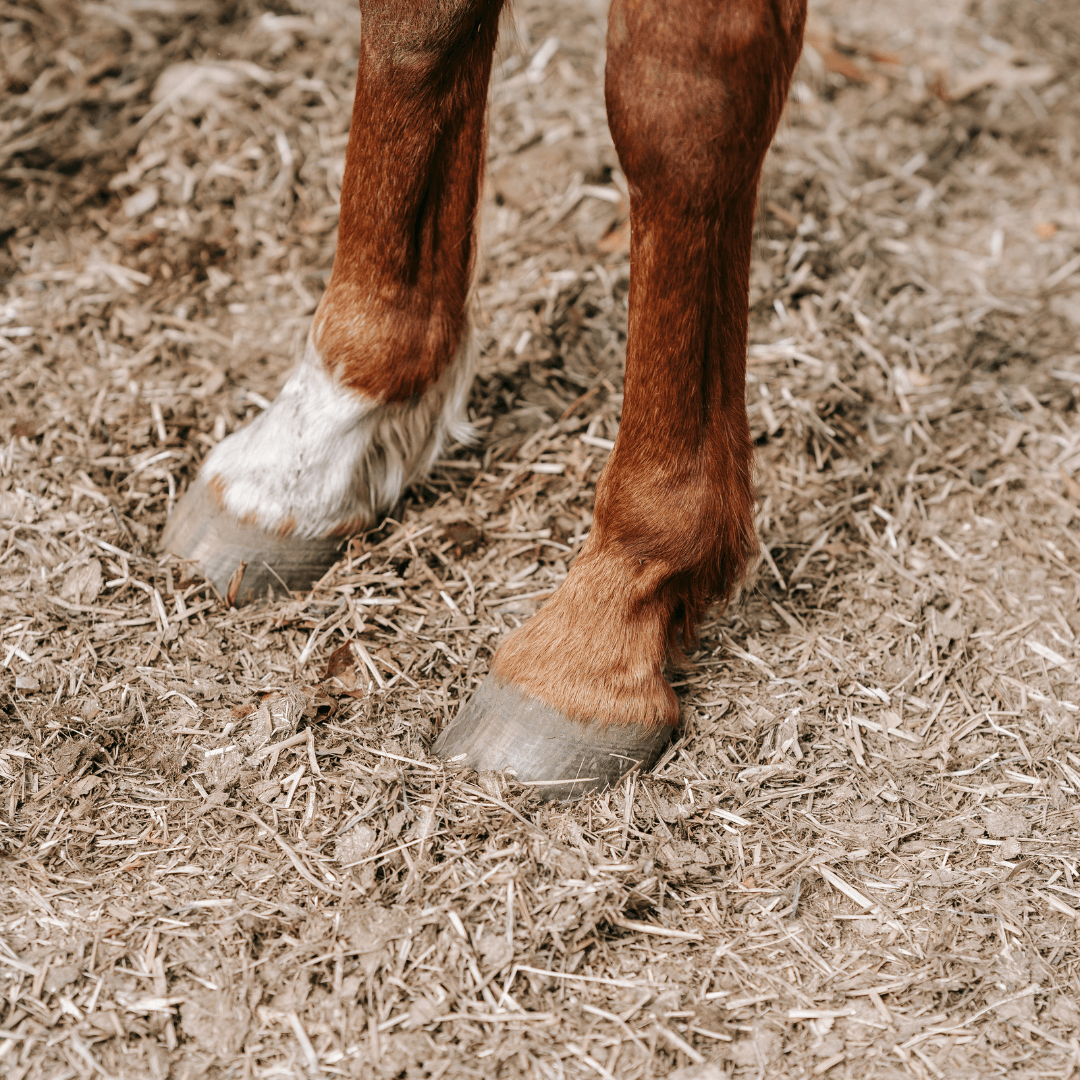 boiterie cheval fourchette pourrie