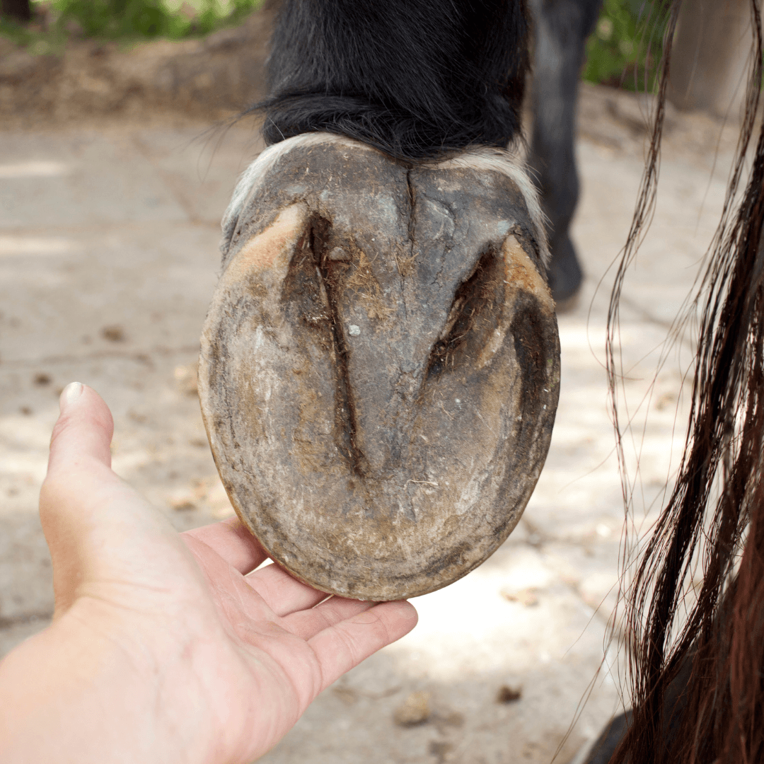 pourriture fourchette cheval
