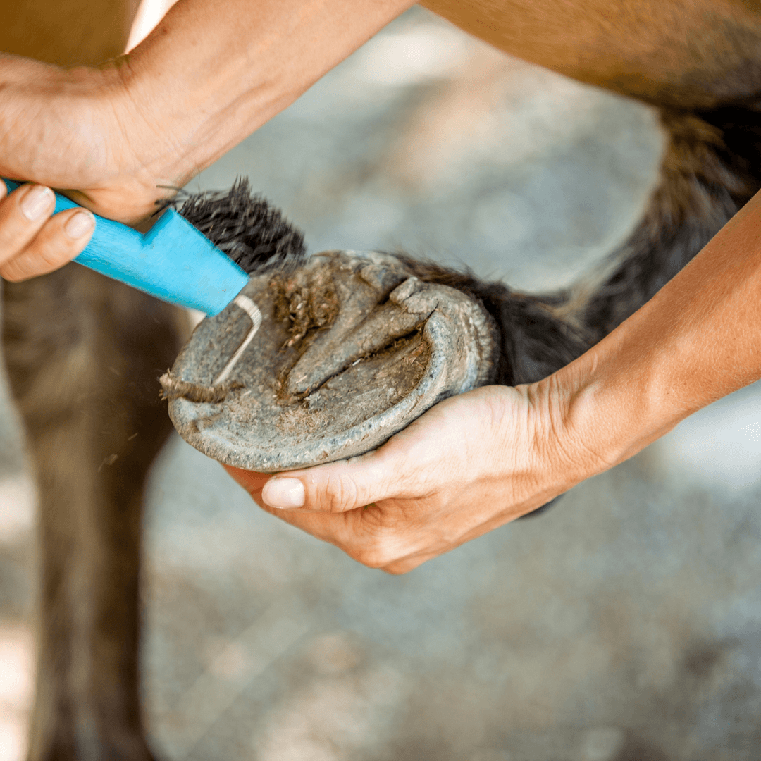fourchette pourrie cheval
