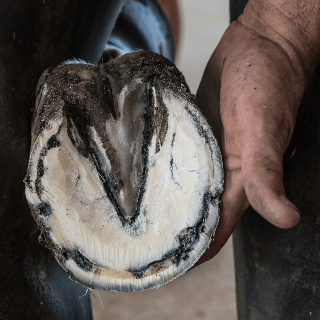 contagion mycose cheval