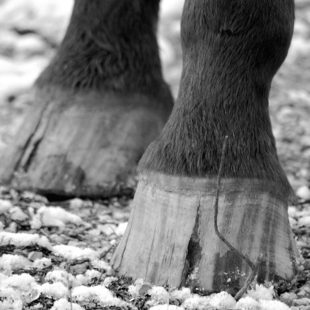 corne sabot keratine cheval 