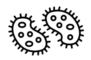 bact&eacute;rie sabot sabot pourriture 