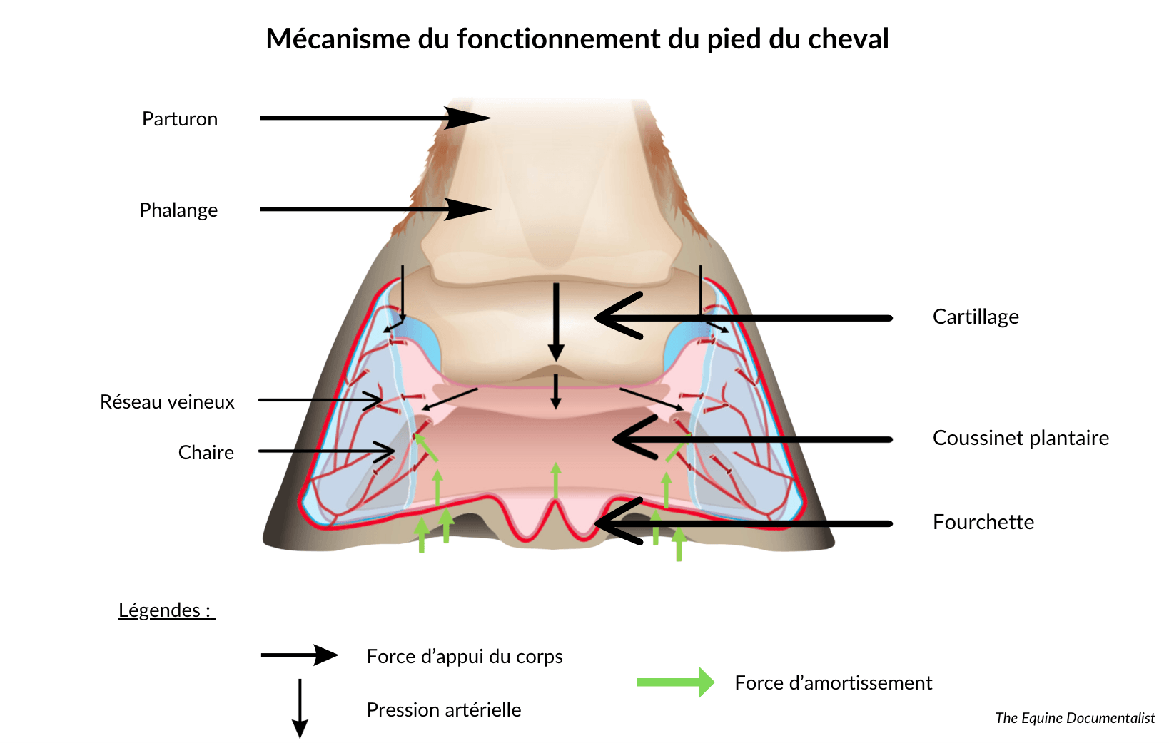Sch&eacute;ma du m&eacute;canisme du sabot, fonctionnement  cheval