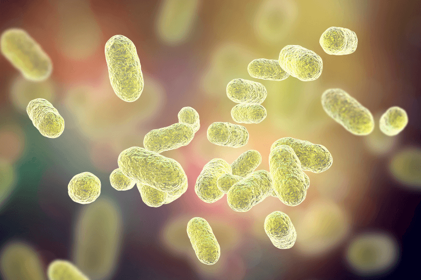 bact&eacute;rie cheval pourriture fourchette