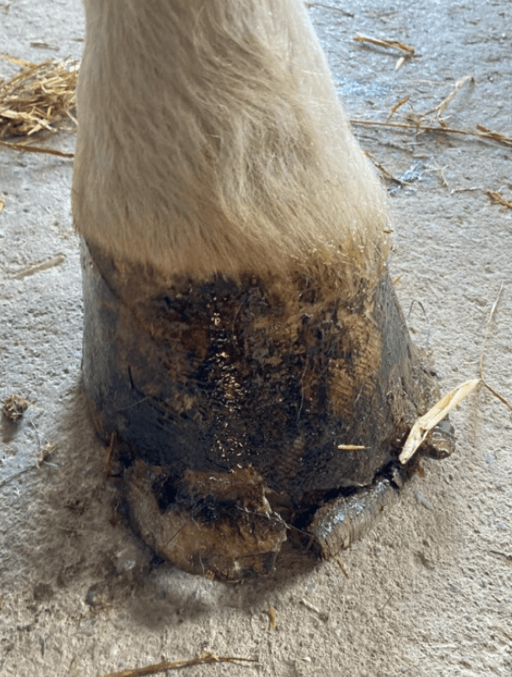 structure du sabot  cassure seimes