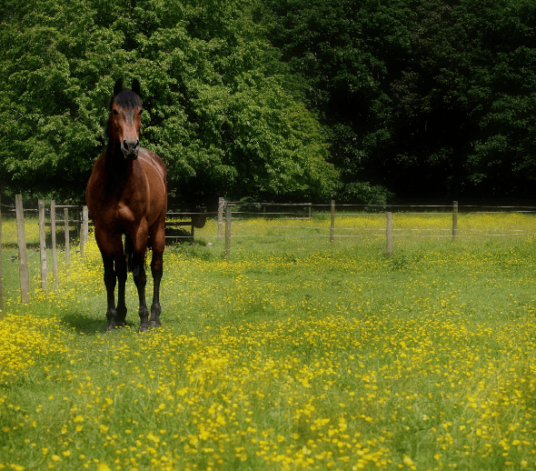 cheval au pr&eacute; fourchette