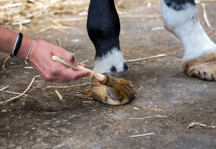 bact&eacute;rie et lymphocytes