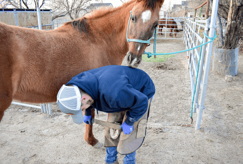 Mar&eacute;chal ferrant podologue cheval 