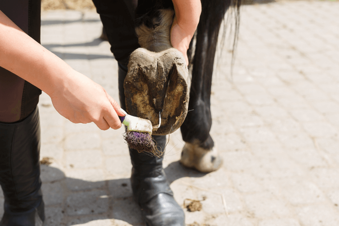 Routine bei Strahlf&auml;ule beim Pferd und Esel
