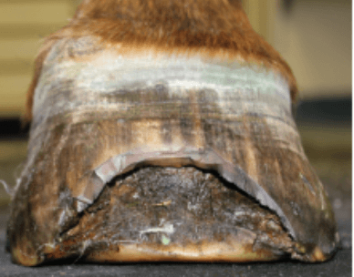 fourmili&egrave;re chez l'&acirc;ne