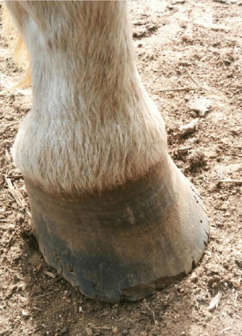 fourmilli&egrave;re cheval 