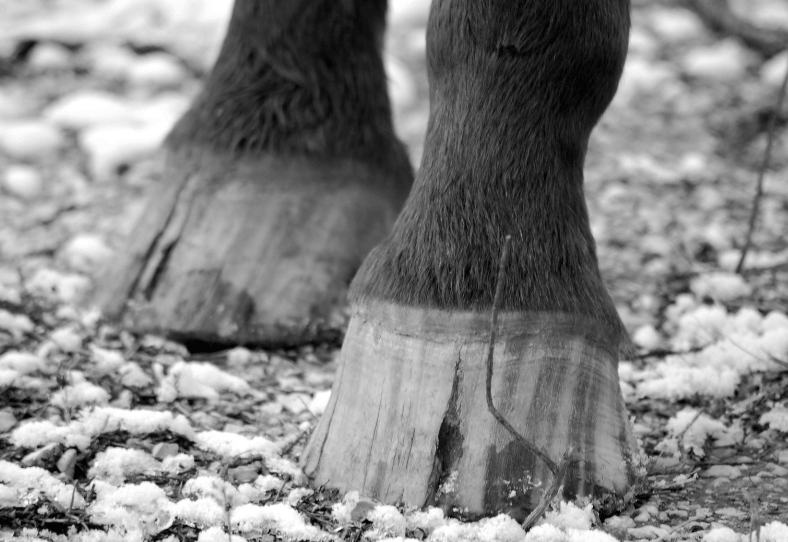 effeuillage de la corne, fourmilli&egrave;re cheval 