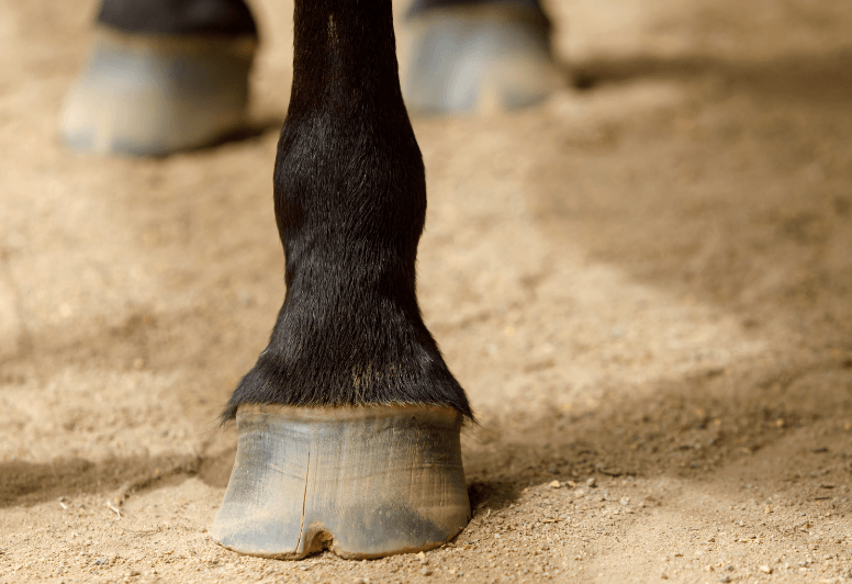 fourmili&egrave;re cheval