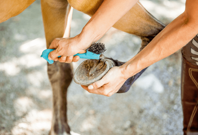 soins fourmilli&egrave;re cheval 