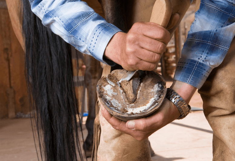 parage fourmilli&egrave;re cheval 