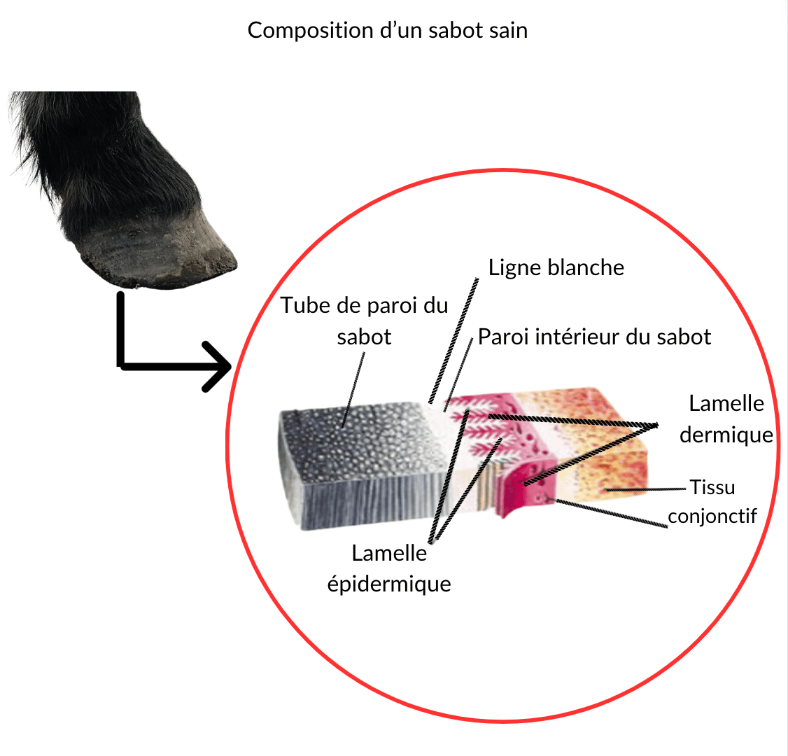 sch&eacute;ma fourmilli&egrave;re cheval 