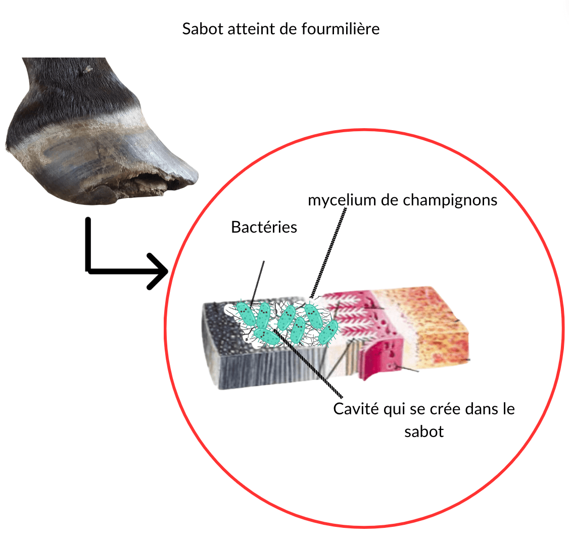 fourmili&egrave;re bact&eacute;ries sch&eacute;ma