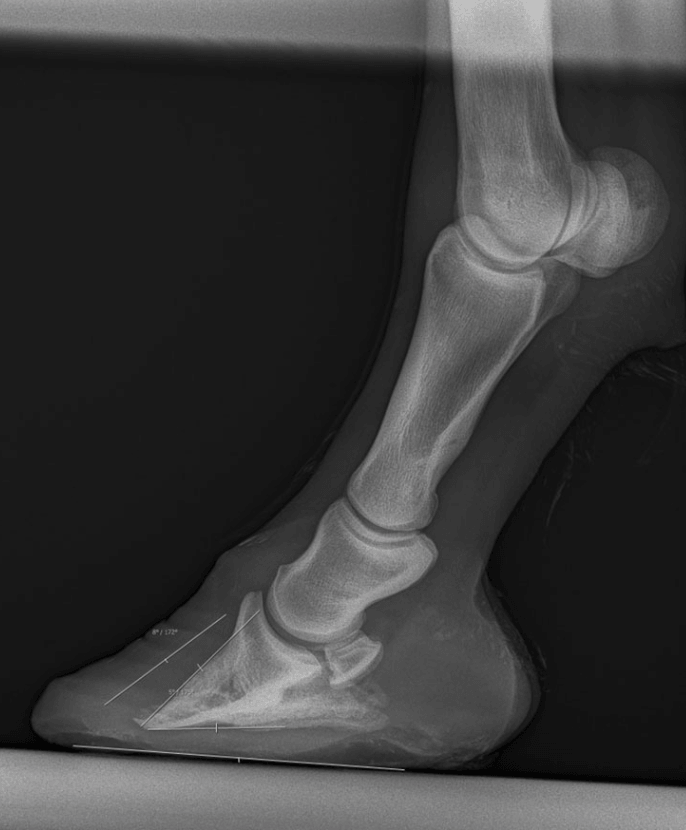 radiographie fourmilli&egrave;re cheval 