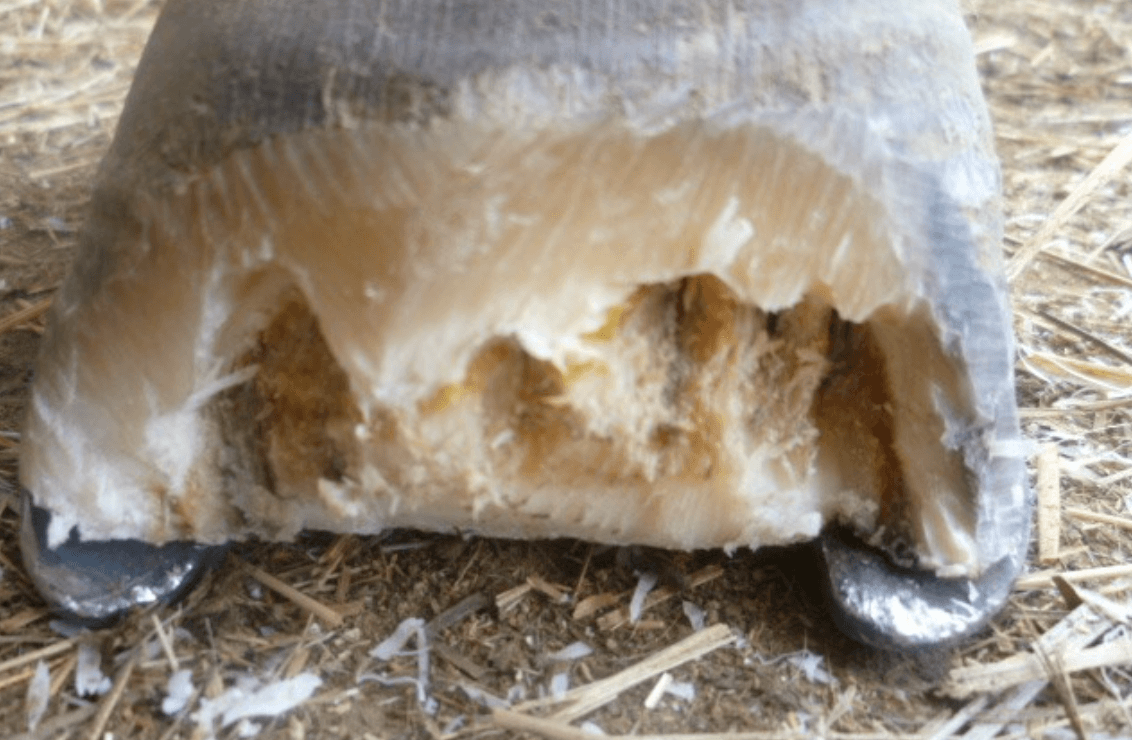 pathologie fourmilli&egrave;re cheval 