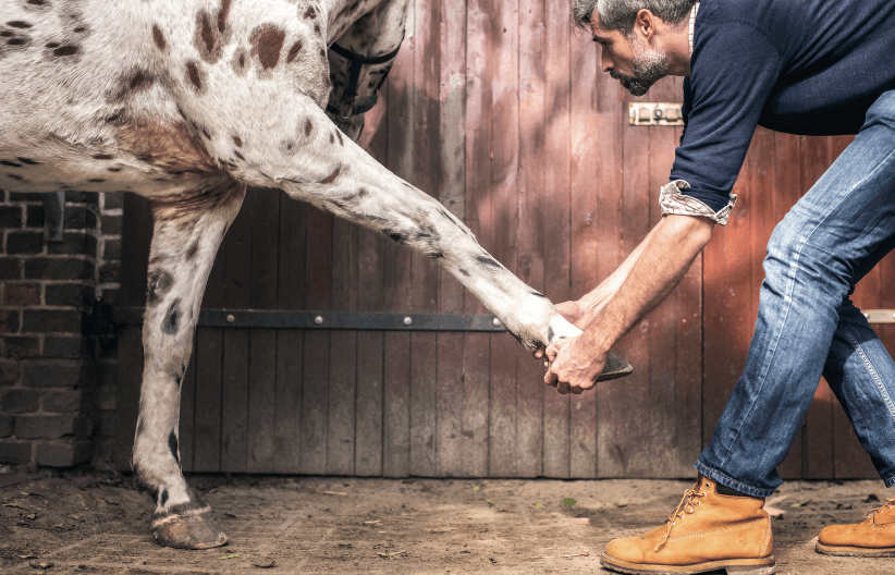 atteinte immunitaire cheval locomotion fourmilli&egrave;re 