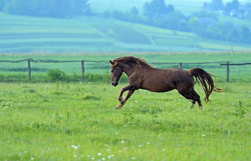 plaie fourmilli&egrave;re cheval 