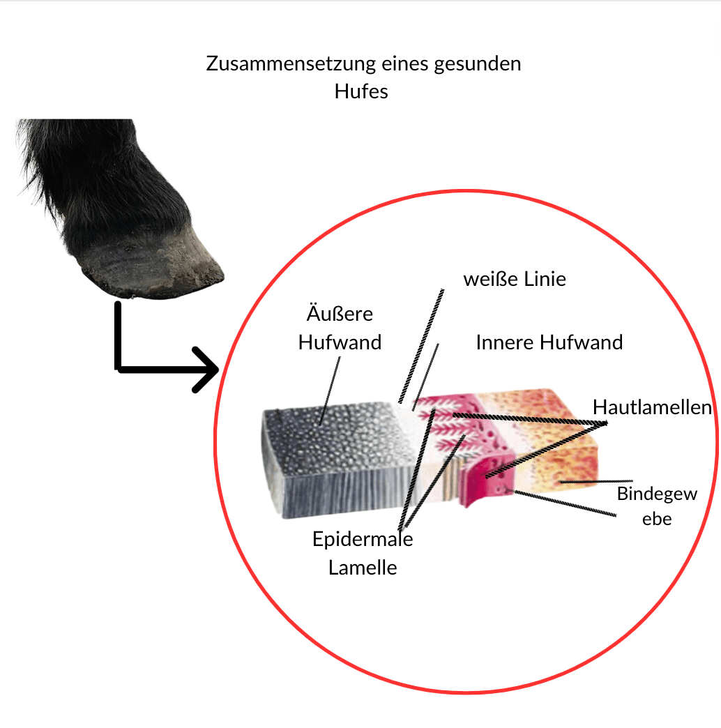 sch&eacute;ma fourmilli&egrave;re cheval 