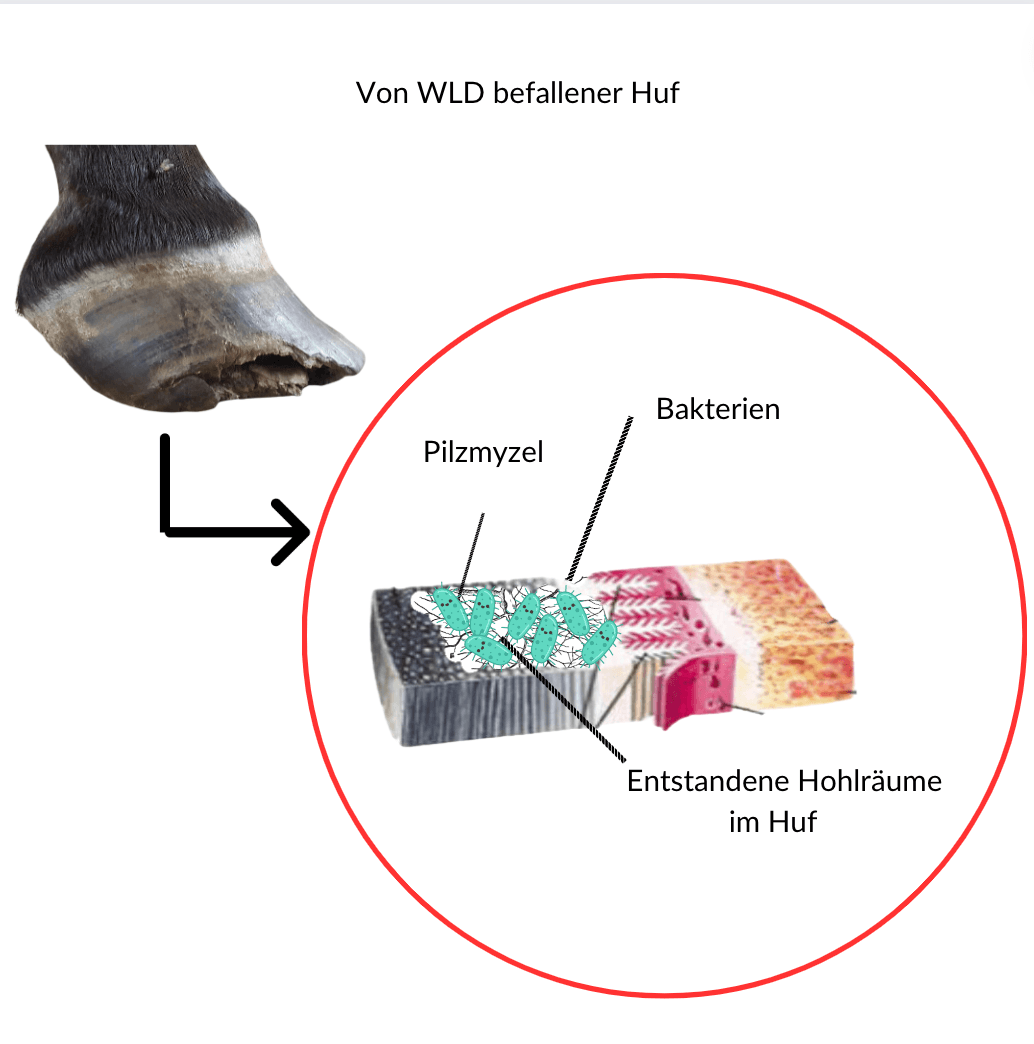 fourmili&egrave;re bact&eacute;ries sch&eacute;ma