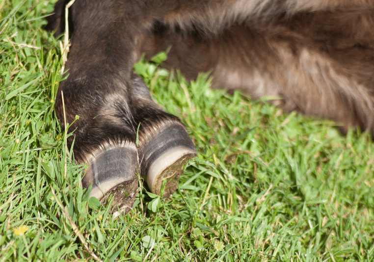 soin des sabots cheval