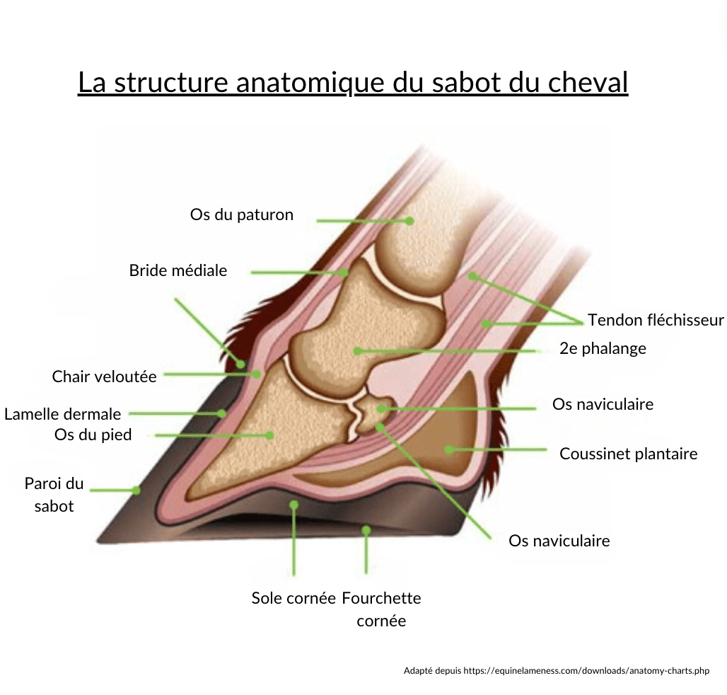 sch&eacute;ma sabot cheval