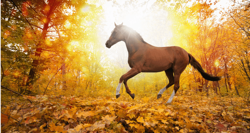 adaptation aux terrains cheval