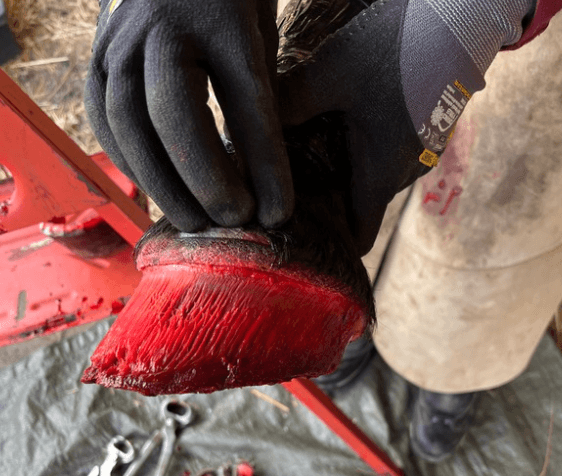 sant&eacute; des tissus