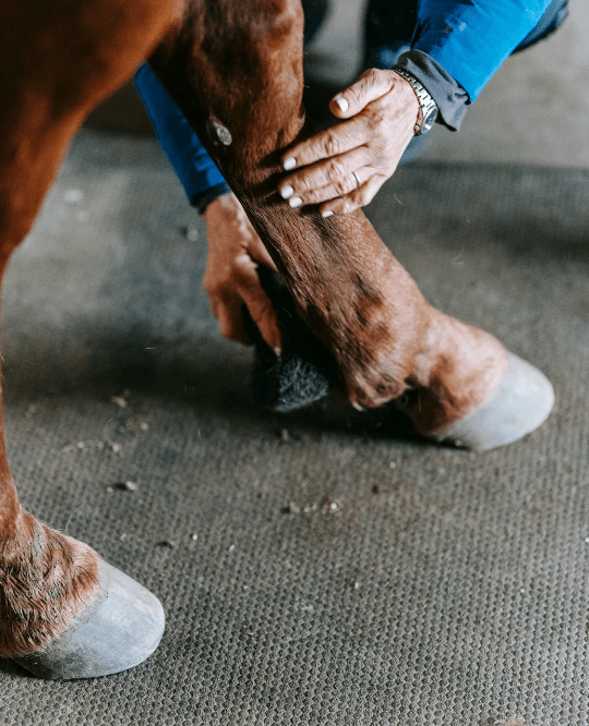 activit&eacute; cheval