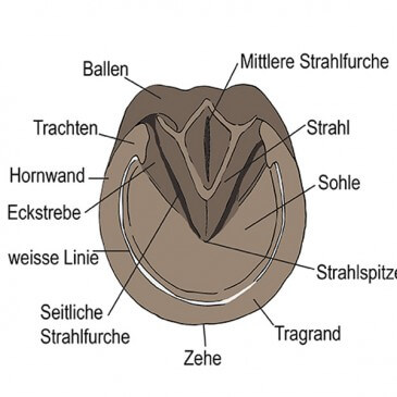 sabot cheval partie