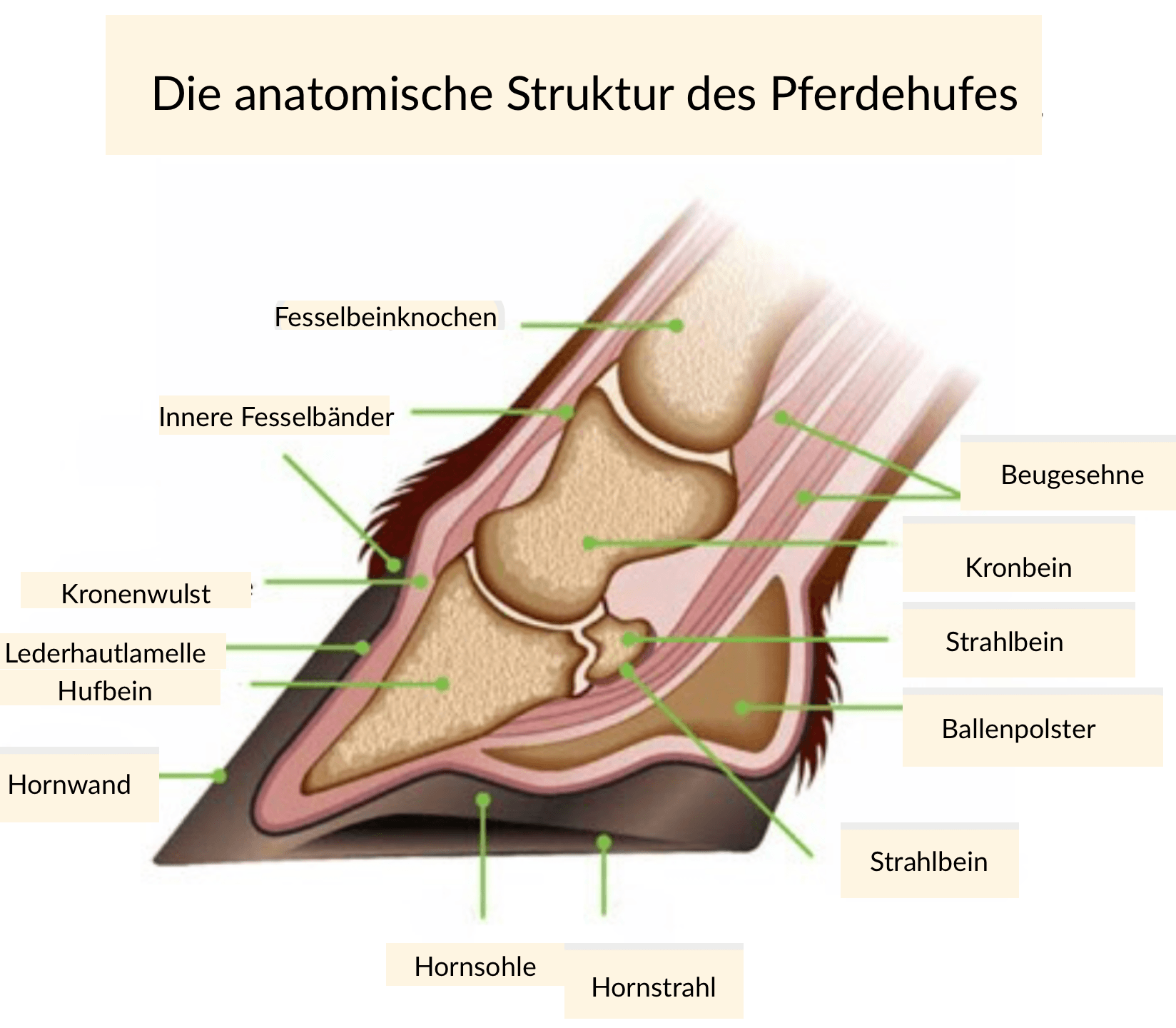 limiter d&eacute;mangeaisons dermite estivale cheval huile de lin 